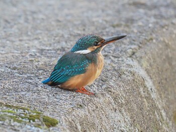 Common Kingfisher 西宮市 高座町 Sat, 10/23/2021