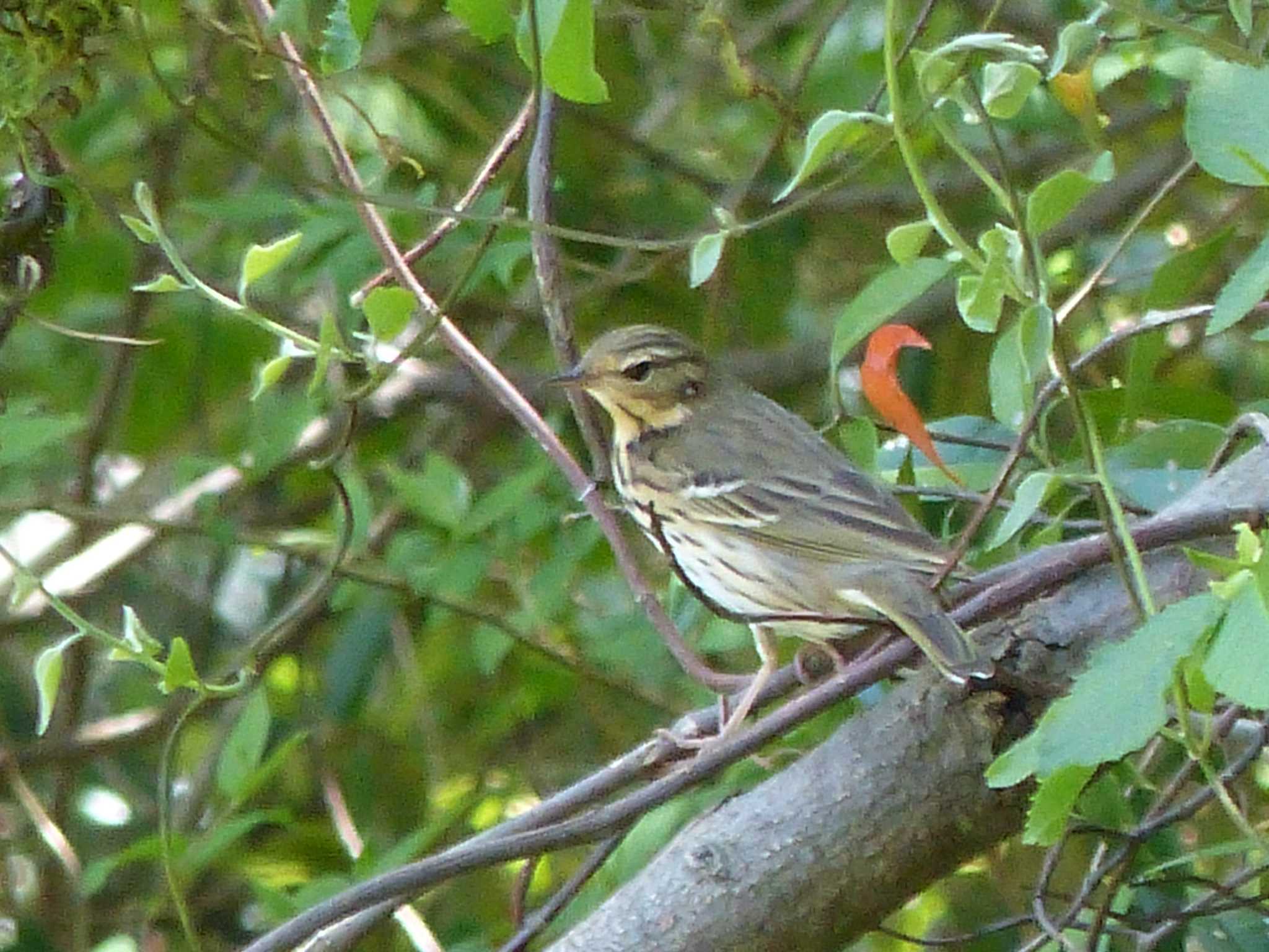 Photo of Olive-backed Pipit at Forest Park of Mie Prefecture by アカウント962