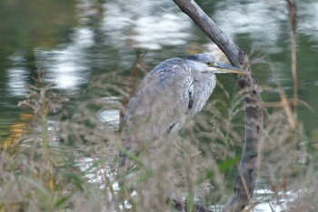 2021年10月23日(土) 長浜公園の野鳥観察記録