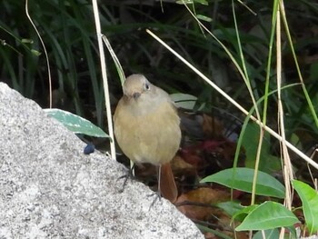 Daurian Redstart 江汐公園(山口県) Sat, 10/23/2021