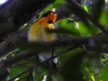 2021年10月23日(土) 江汐公園(山口県)の野鳥観察記録