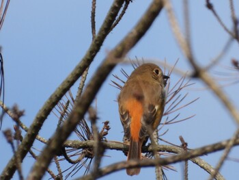 Daurian Redstart 江汐公園(山口県) Sat, 10/23/2021