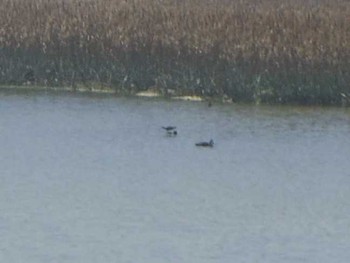 チュウシャクシギ 大阪南港野鳥園 2017年5月2日(火)