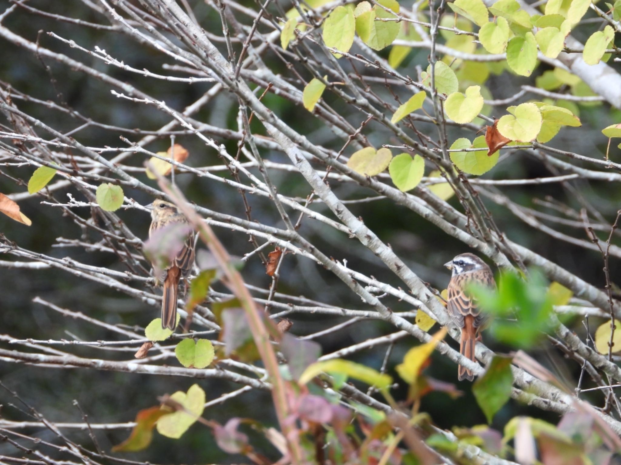 江汐公園(山口県) ホオジロの写真