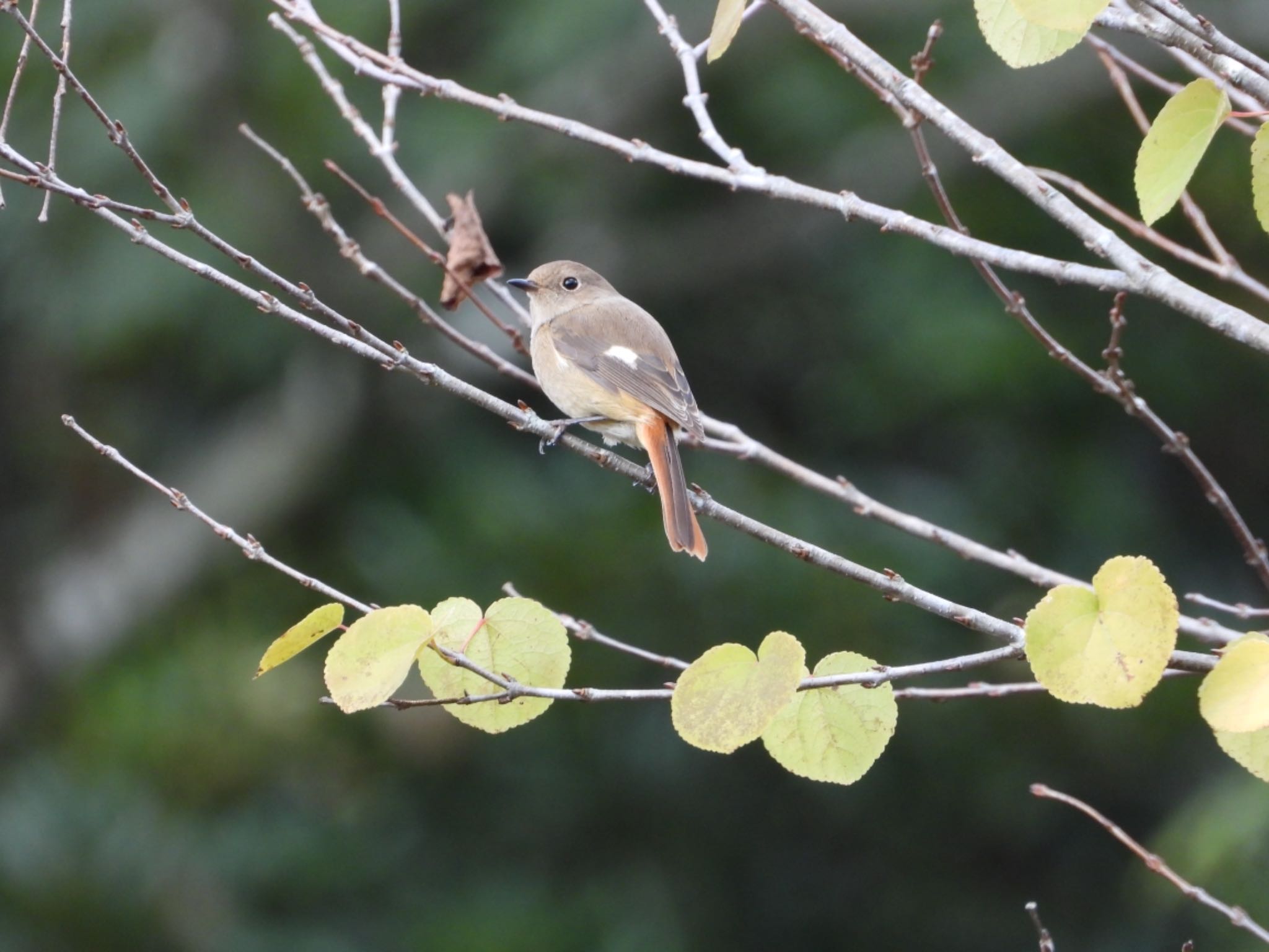 江汐公園(山口県) ジョウビタキの写真