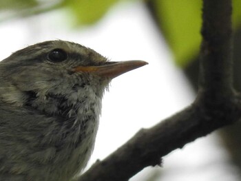 Japanese Bush Warbler 祖父江ワイルドネイチャー緑地 Fri, 4/23/2021