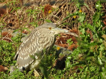 Black-crowned Night Heron 玉川 Sat, 10/23/2021