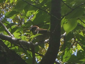 Eurasian Tree Sparrow Osaka Nanko Bird Sanctuary Tue, 5/2/2017