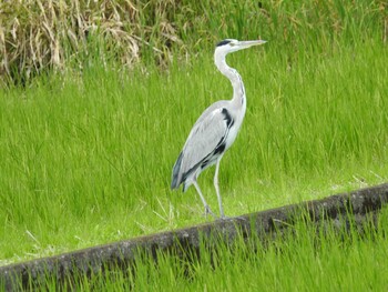 Grey Heron 玉川 Sat, 10/23/2021