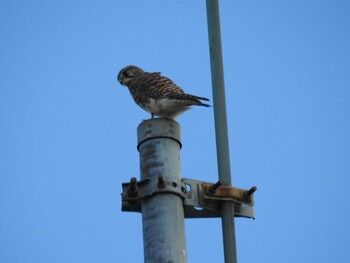 Common Kestrel 玉川 Sat, 10/23/2021