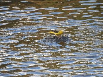 Grey Wagtail 玉川 Sat, 10/23/2021