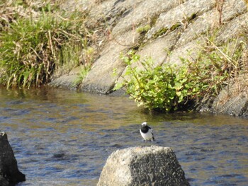 Japanese Wagtail 玉川 Sat, 10/23/2021