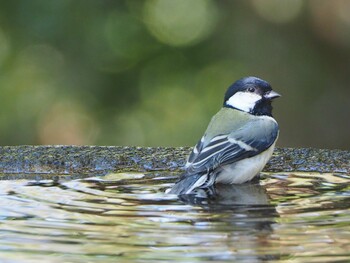 2021年10月23日(土) 神奈川の野鳥観察記録