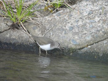 Common Sandpiper 玉川 Sat, 10/23/2021