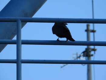 Large-billed Crow 玉川 Sat, 10/23/2021