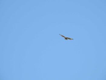 Eastern Buzzard 玉川上空 Sat, 10/23/2021