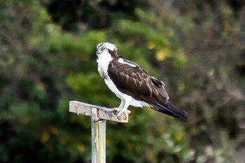 ミサゴ 山口県立きらら浜自然観察公園 2021年11月3日(水)