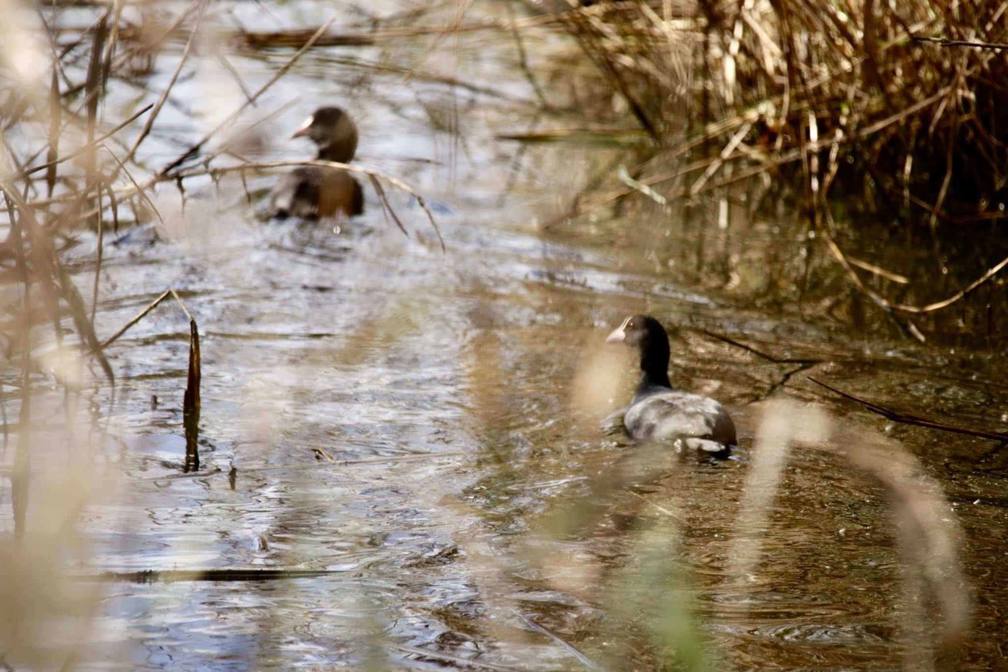 Eurasian Coot