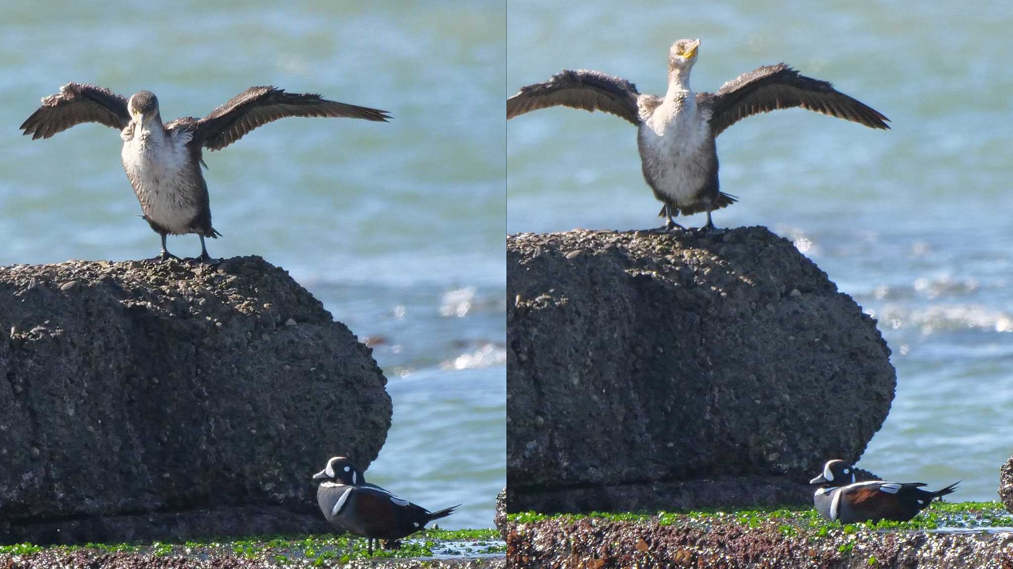 シノリガモさんが写り込んでた～ww