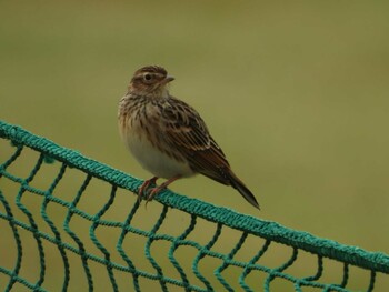 Unknown Species 多摩川 Thu, 10/21/2021