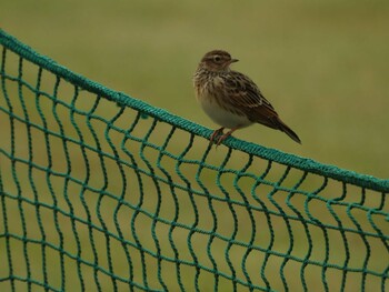 Unknown Species 多摩川 Thu, 10/21/2021