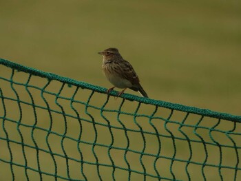 Unknown Species 多摩川 Thu, 10/21/2021