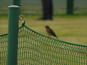 Unknown Species 多摩川 Thu, 10/21/2021