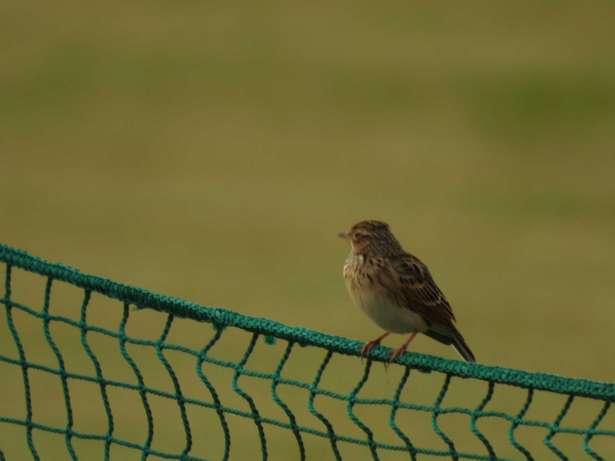 この鳥の名前を教えてください。