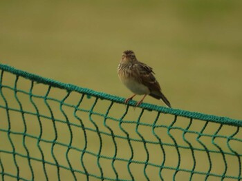 Unknown Species 多摩川 Thu, 10/21/2021