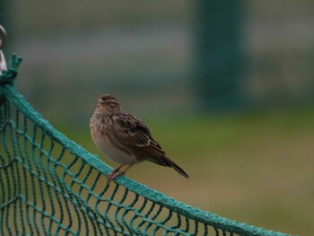 Unknown Species 多摩川 Thu, 10/21/2021