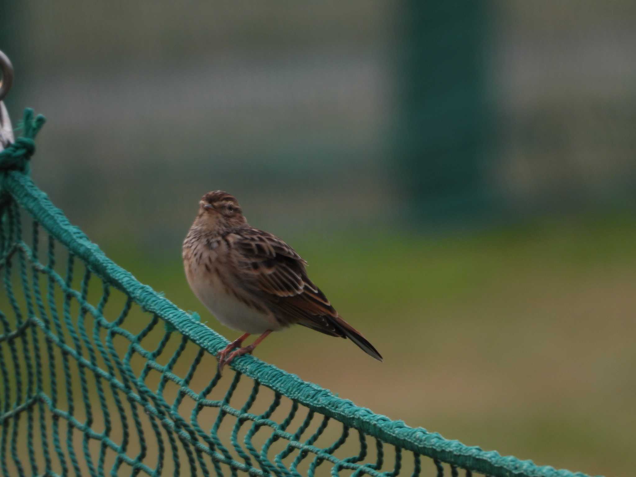 この鳥の名前を教えてください。