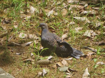 キジバト 大阪南港野鳥園 2017年5月2日(火)