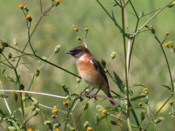 Sat, 10/23/2021 Birding report at 浮島ヶ原自然公園