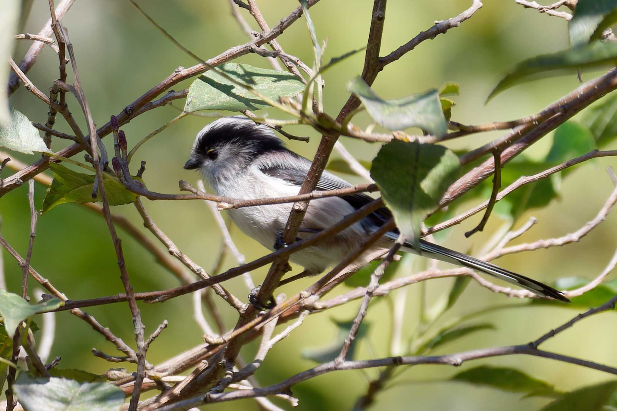 東京港野鳥公園 エナガの写真