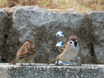 2021年10月23日(土) 服部緑地の野鳥観察記録