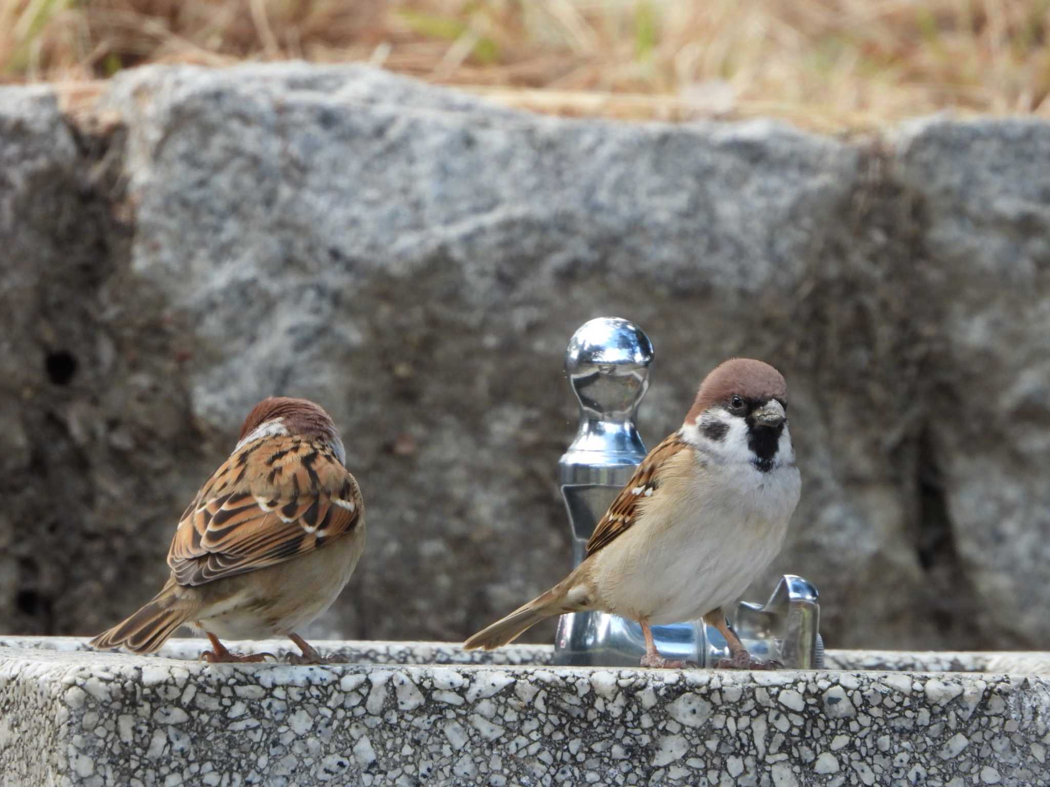 服部緑地 スズメの写真