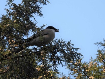 2021年10月23日(土) 香河園公園(北京)の野鳥観察記録