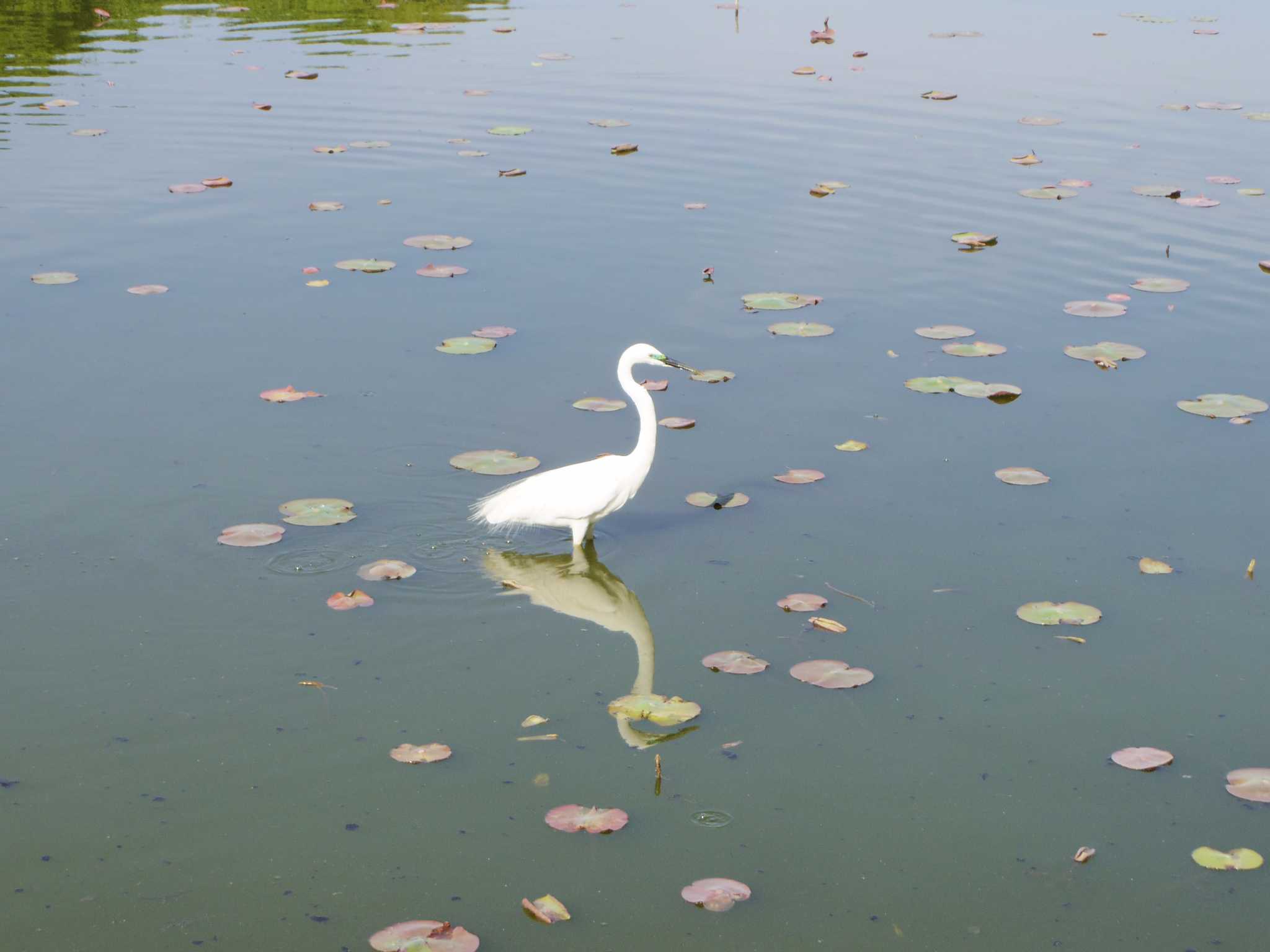 長居植物園 コサギの写真 by smallfield