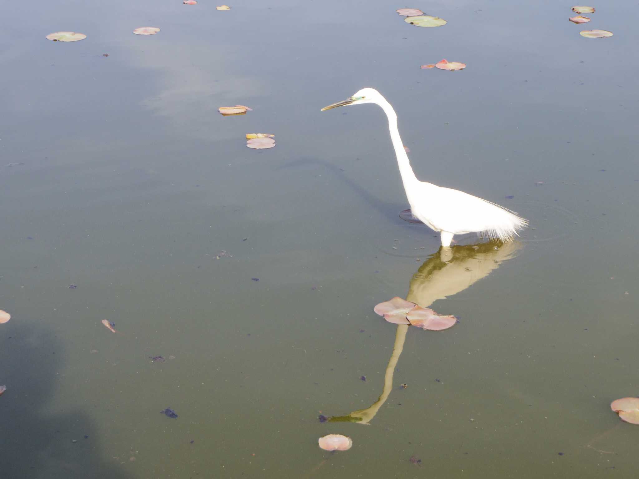 長居植物園 コサギの写真 by smallfield