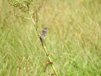 Amur Stonechat Unknown Spots Fri, 7/30/2021