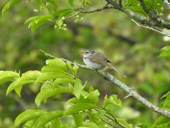 Japanese Bush Warbler Unknown Spots Fri, 7/30/2021