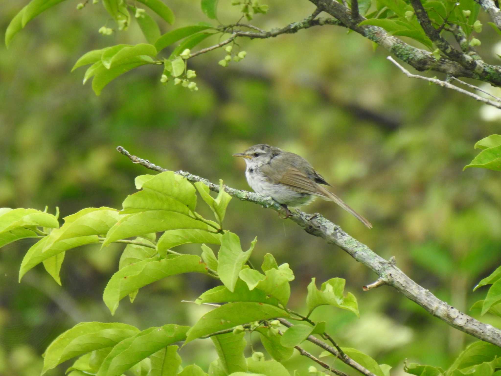 Photo of Japanese Bush Warbler at  by horo-gold