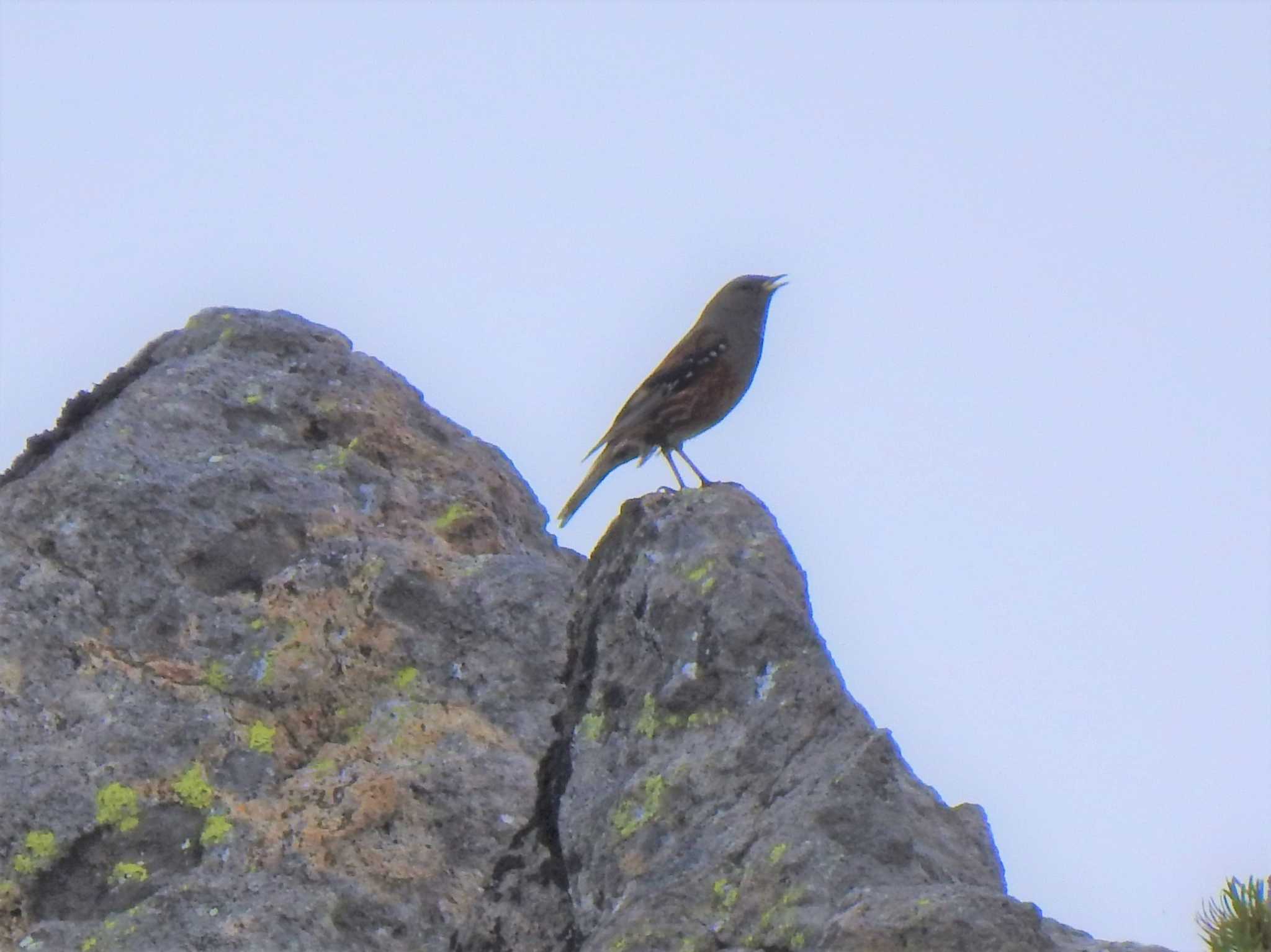 Photo of Alpine Accentor at  by horo-gold