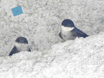 Asian House Martin Unknown Spots Sun, 8/1/2021