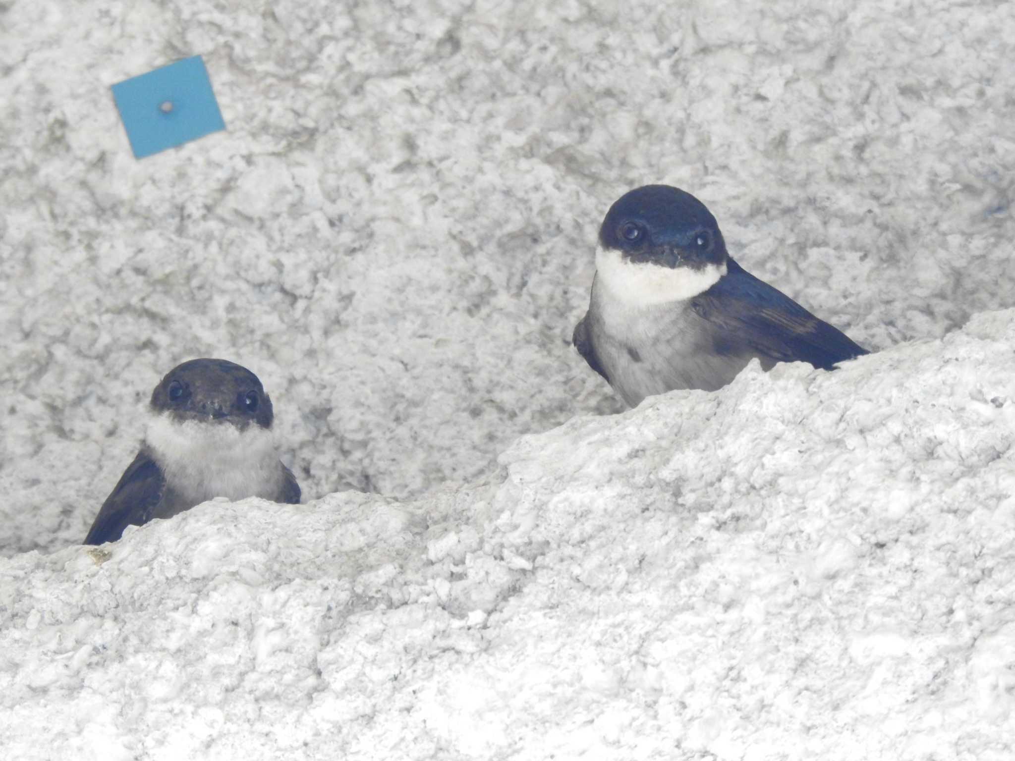Photo of Asian House Martin at  by horo-gold