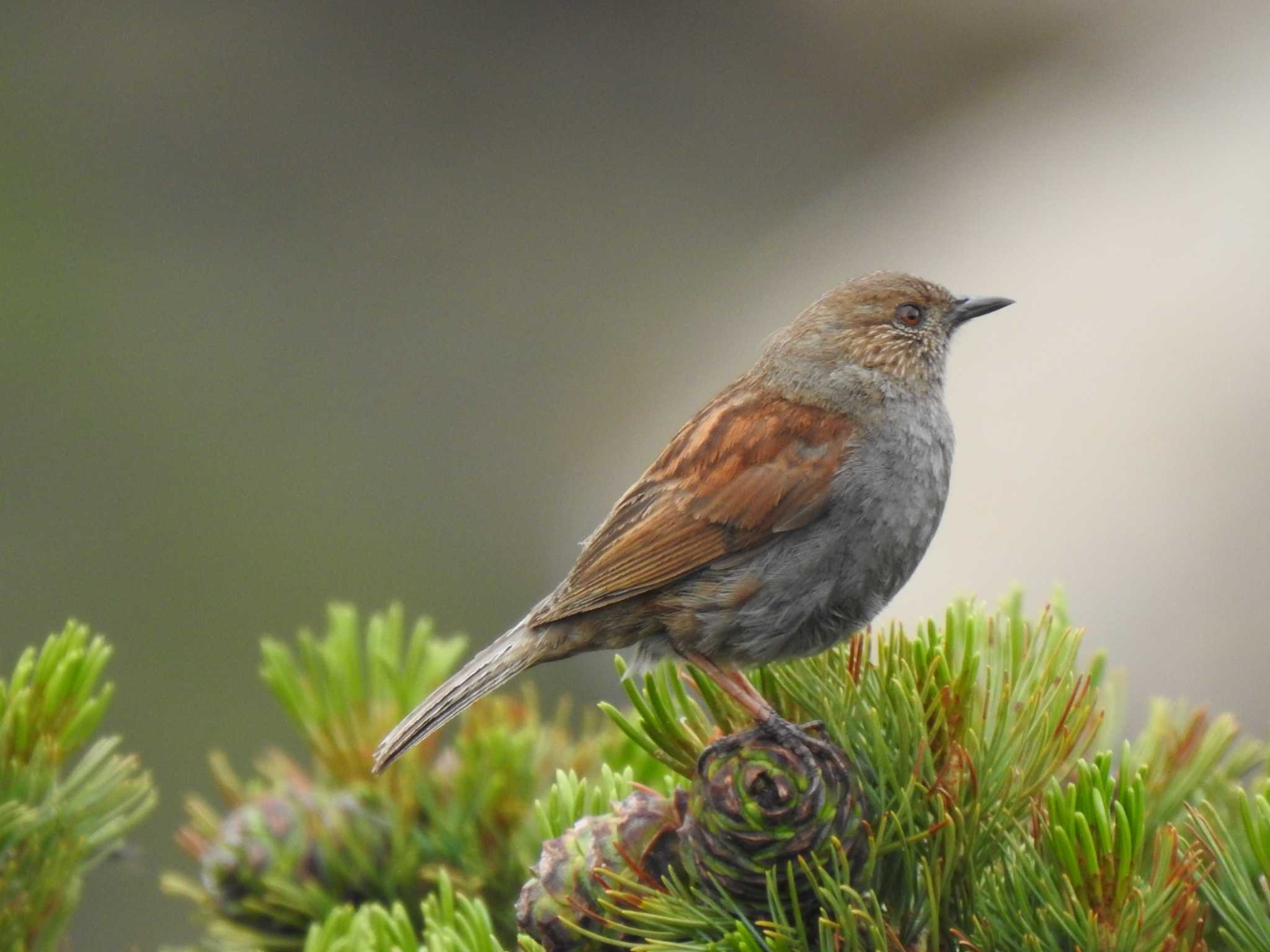 Photo of Japanese Accentor at  by horo-gold