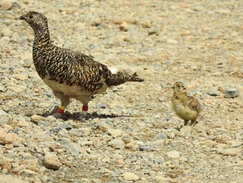 Rock Ptarmigan Unknown Spots Sun, 8/1/2021