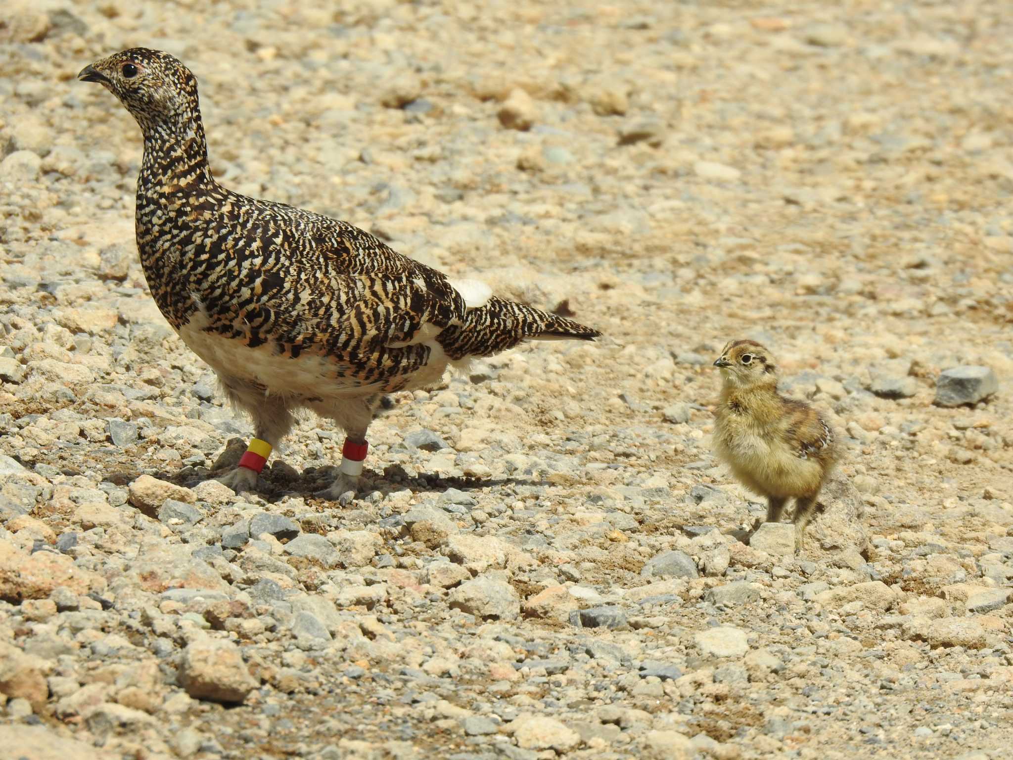 Photo of Rock Ptarmigan at  by horo-gold