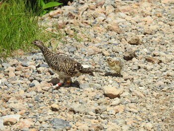 ライチョウ 場所が不明 2021年8月1日(日)