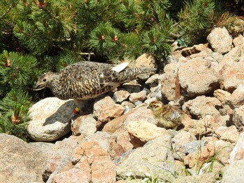 Rock Ptarmigan Unknown Spots Sun, 8/1/2021